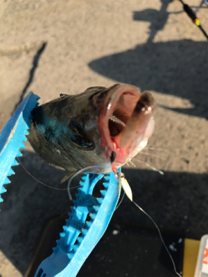 ライトゲームin御所浦