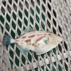 平日なら人気の釣り公園もいいかもね