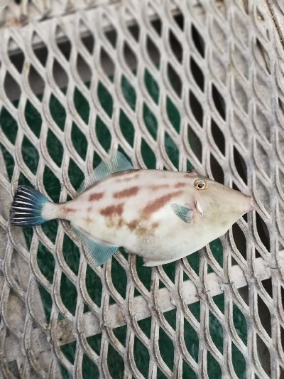 平日なら人気の釣り公園もいいかもね