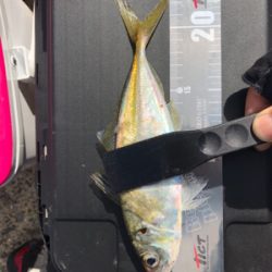 アジングでの釣行