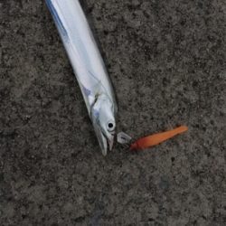 安定のタチウオ