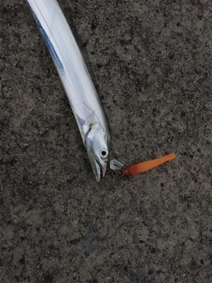 安定のタチウオ