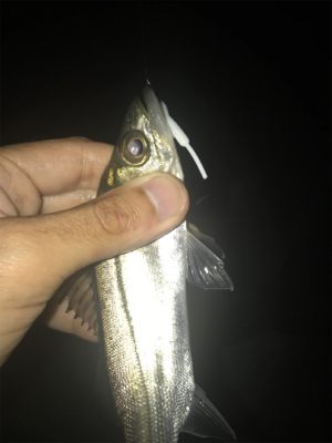 名港ライトゲーム