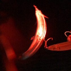 シーバスバイト多発♪