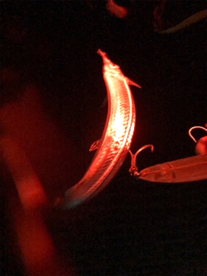 シーバスバイト多発♪