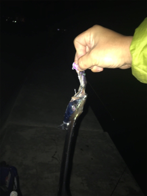 ニューメソッド追加‼︎ タチウオにも効くかも⁉︎