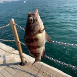 餌釣りとメバリング