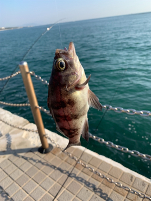 餌釣りとメバリング