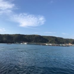 今年は釣れない