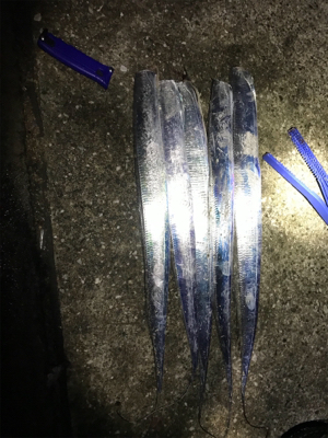 まだまだタチウオ釣れそうです