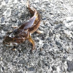 マイクロジグでのライトゲーム