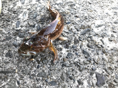 マイクロジグでのライトゲーム