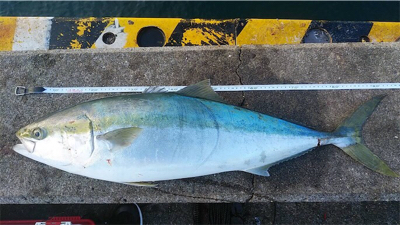 神戸ノマセクラブ メジロ釣行記