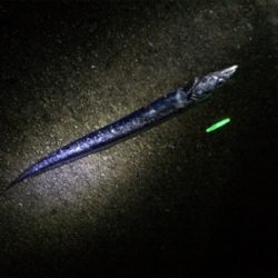 タチのちアオリ