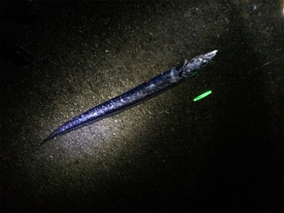 タチのちアオリ