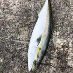 サビキからのノマセ