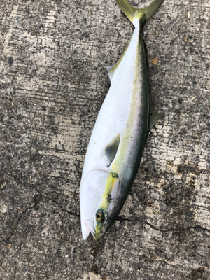 サビキからのノマセ