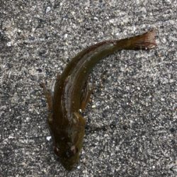 久々にホームグランドでノマセ釣り