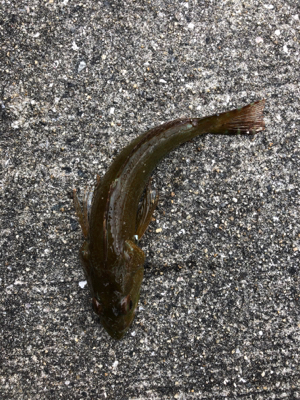 久々にホームグランドでノマセ釣り