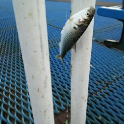 ジグでコノシロ4.5.6.7.8.9.10.11