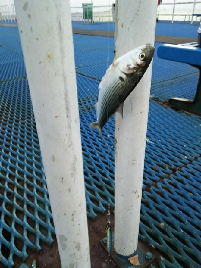 ジグでコノシロ4.5.6.7.8.9.10.11