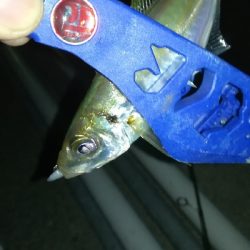 ナイトアジング