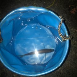 ナイトアジング