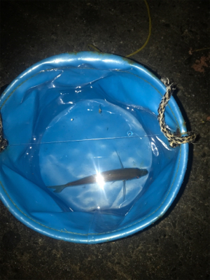 ナイトアジング