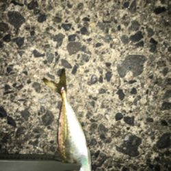 ナイトアジング