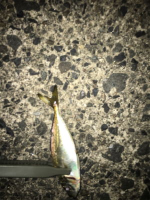 ナイトアジング