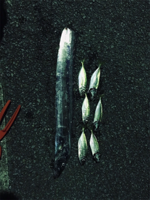 アジの泳がせウキ釣り