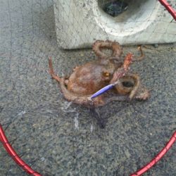 激渋太刀魚攻略とメタルジグ大ダコ！！