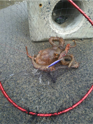 激渋太刀魚攻略とメタルジグ大ダコ！！