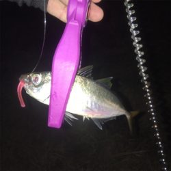 大阪湾奥アジング ビッグゲスト