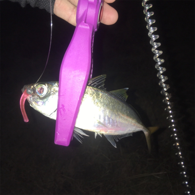 大阪湾奥アジング ビッグゲスト