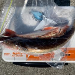 ウルトラライトショアジギング。