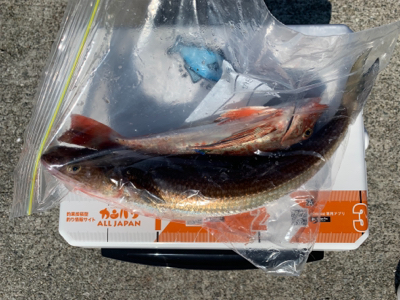 ウルトラライトショアジギング。