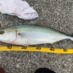 今年初のブリ族！