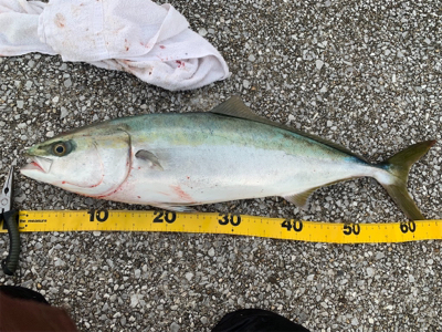 今年初のブリ族！