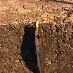 御所浦ライトゲーム