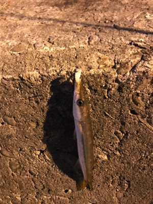 御所浦ライトゲーム