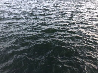 北風強い、寒い、でもゲット(^^)♪