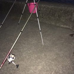 残り餌でカレイ釣り