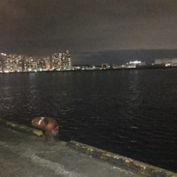 弁天町で太刀魚 今日はシブかった