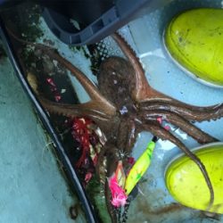 明石  タコ  西海丸