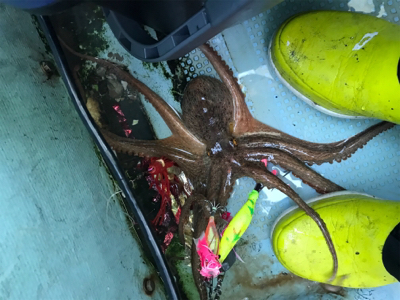 明石  タコ  西海丸