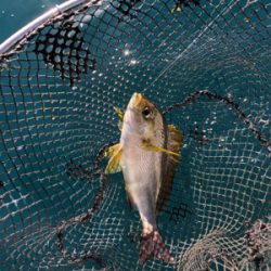 そこそこの釣果