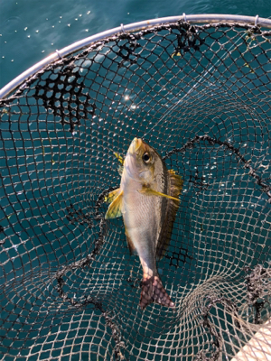 そこそこの釣果