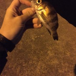 夕方からのライトゲーム釣行