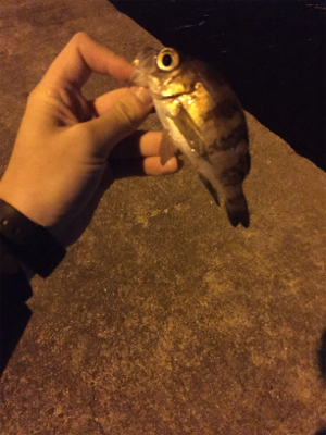 夕方からのライトゲーム釣行